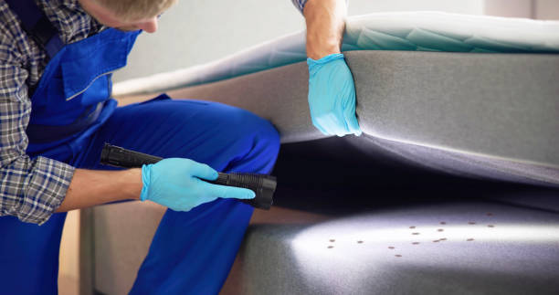 Best Ant Control Services  in Maple Heights, OH