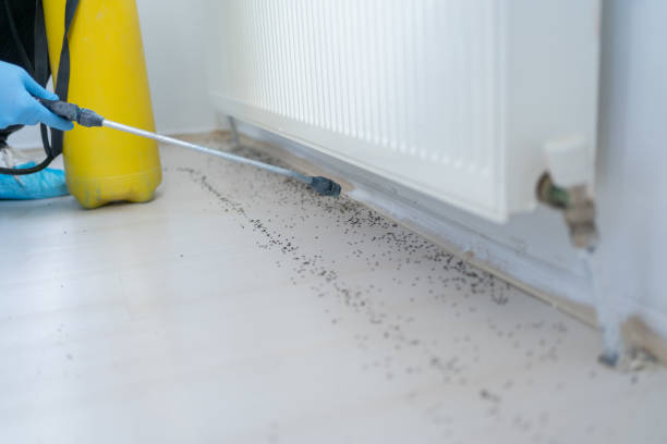 Best Cockroach Control Services  in Maple Heights, OH