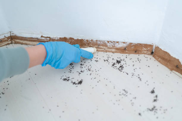 Best Pest Control Treatment  in Maple Heights, OH